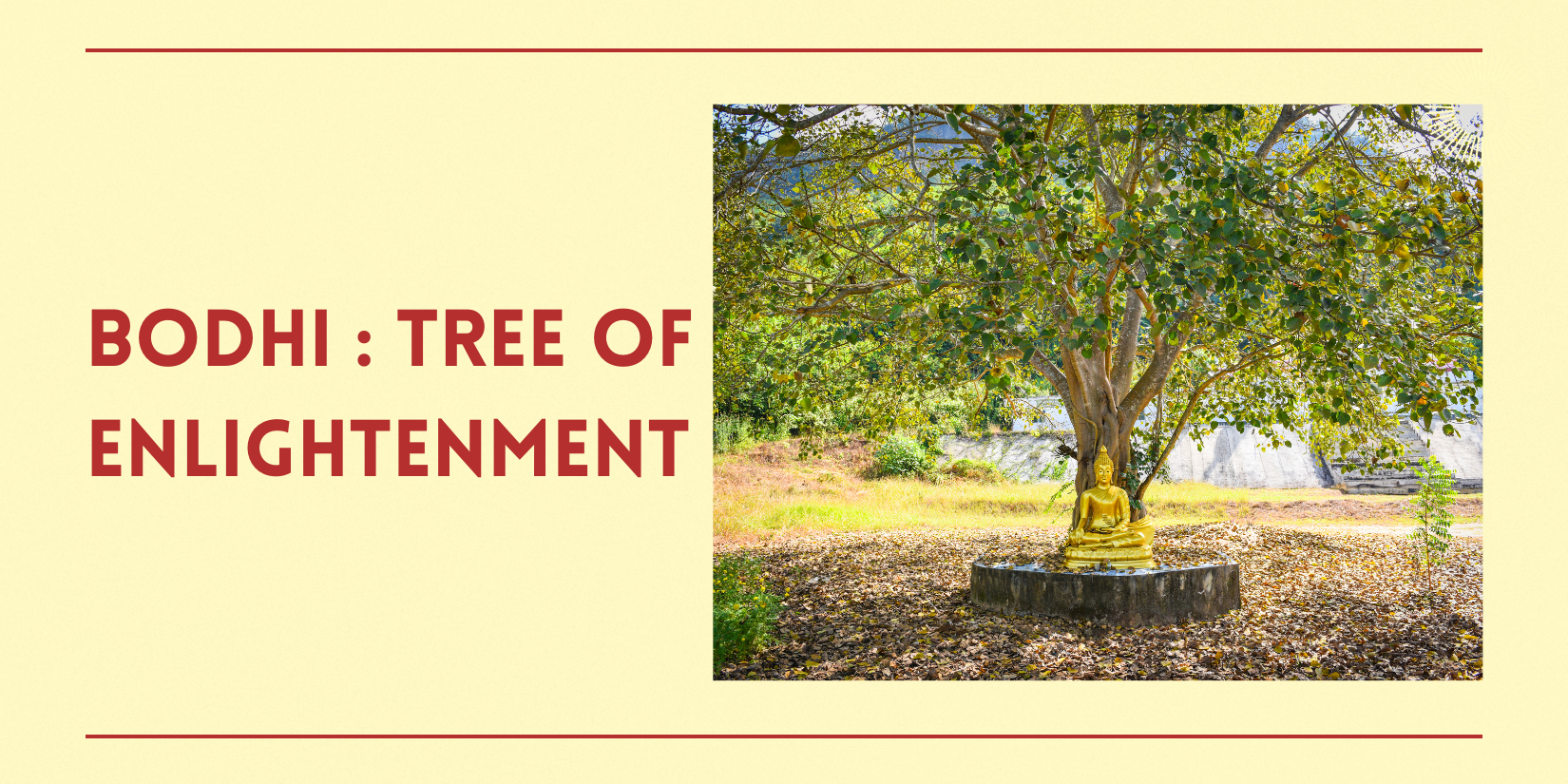 Bodhi Tree and Its Significance